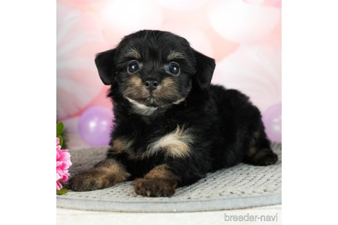 成約済の千葉県のチワプー:チワワ×トイプードル-306434の2枚目