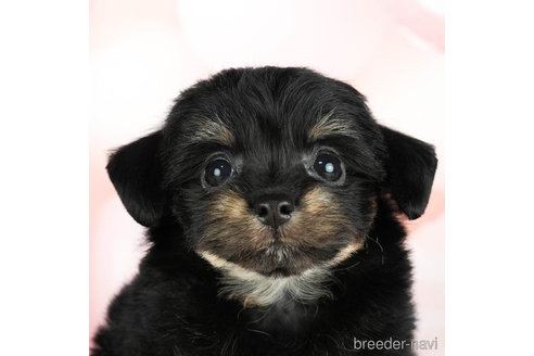 成約済の千葉県のチワプー:チワワ×トイプードル-306434