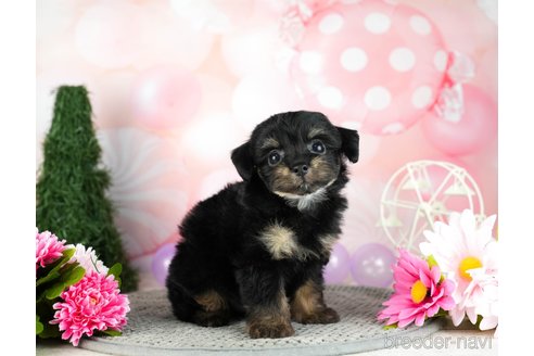 成約済の千葉県のチワプー:チワワ×トイプードル-306434の3枚目