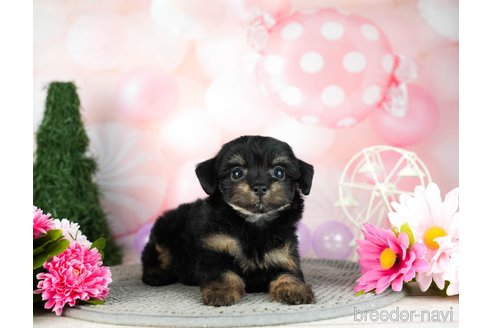 成約済の千葉県のチワプー:チワワ×トイプードル-306434の5枚目