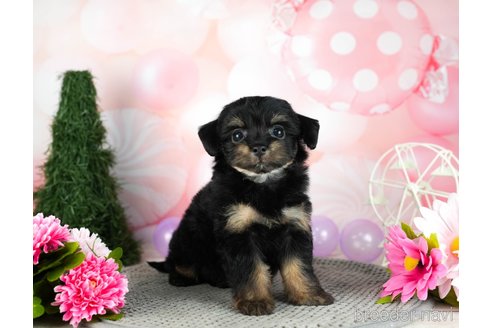 成約済の千葉県のチワプー:チワワ×トイプードル-306434の4枚目