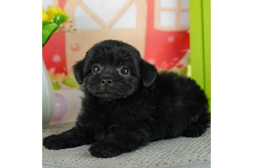 成約済の千葉県のチワプー:チワワ×トイプードル-306435