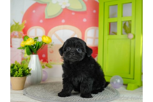 成約済の千葉県のチワプー:チワワ×トイプードル-306435の5枚目