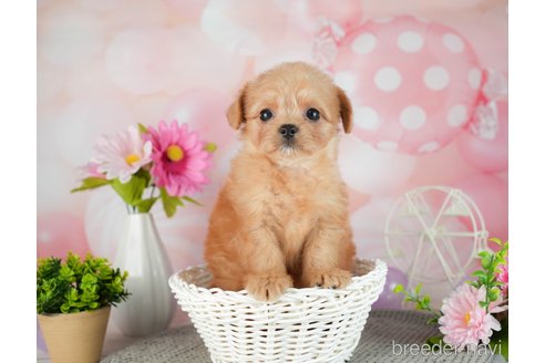 成約済の千葉県のチワプー:チワワ×トイプードル-306437の2枚目