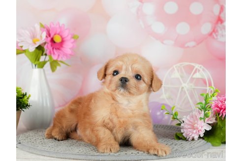 成約済の千葉県のチワプー:チワワ×トイプードル-306437の4枚目