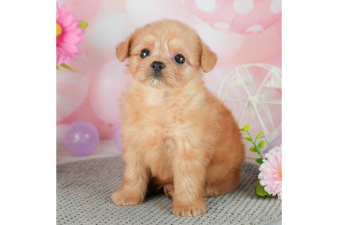 成約済の千葉県のチワプー:チワワ×トイプードル-306437の5枚目