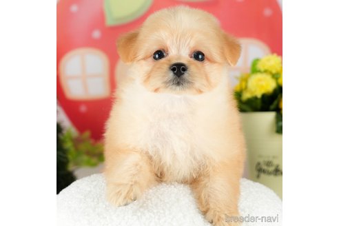 成約済の千葉県のポメプー:ポメラニアン×トイプードル-306438