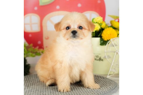 成約済の千葉県のポメプー:ポメラニアン×トイプードル-306438の5枚目