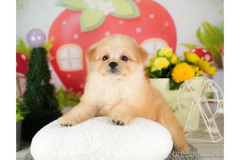 成約済の千葉県のポメプー:ポメラニアン×トイプードル-306438の2枚目