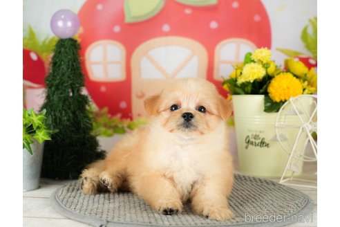 成約済の千葉県のポメプー:ポメラニアン×トイプードル-306438の3枚目