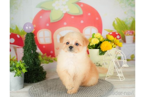 成約済の千葉県のポメプー:ポメラニアン×トイプードル-306438の4枚目