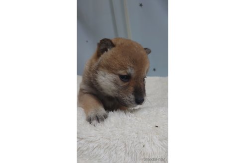 成約済の埼玉県の柴犬-306439の4枚目