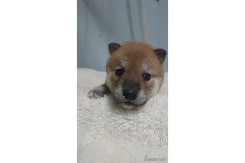 成約済の埼玉県の柴犬-306439の2枚目