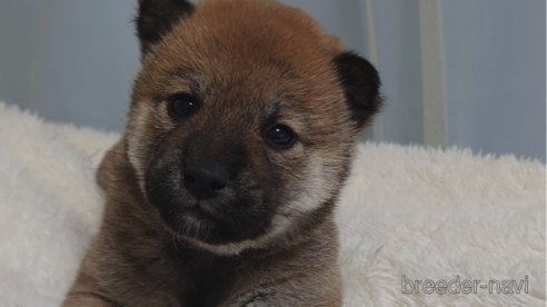 成約済の埼玉県の柴犬-306442の1枚目