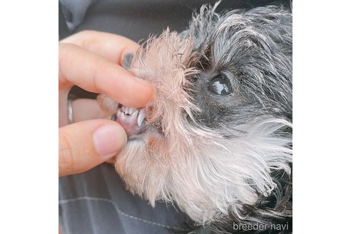 成約済の長崎県のミニチュアシュナウザー-306445の5枚目