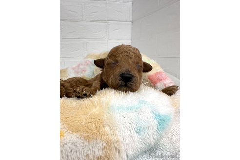 成約済の愛知県のトイプードル-306451の11枚目