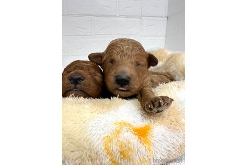 成約済の愛知県のトイプードル-306455の6枚目