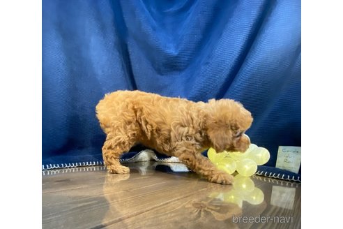 成約済の茨城県のトイプードル-306456の2枚目