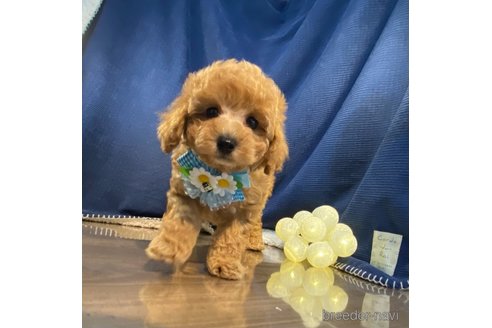 成約済の茨城県のトイプードル-306456