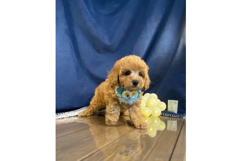 成約済の茨城県のトイプードル-306456の4枚目