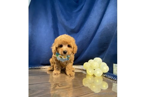 成約済の茨城県のトイプードル-306456の5枚目