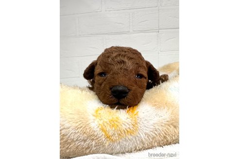 成約済の愛知県のトイプードル-306460の6枚目