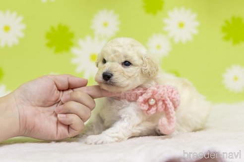 販売中の大分県のタイニープードル-306458の5枚目