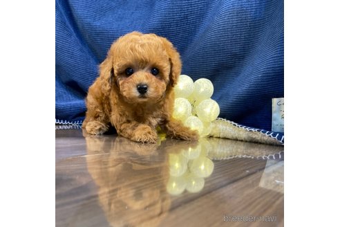 成約済の茨城県のトイプードル-306459の2枚目