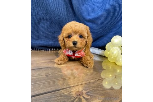 成約済の茨城県のトイプードル-306459の3枚目