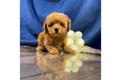 成約済の茨城県のトイプードル-306459の4枚目