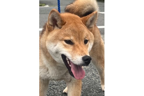 成約済の愛知県の柴犬-302254の5枚目