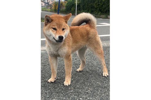 成約済の愛知県の柴犬-302254の3枚目