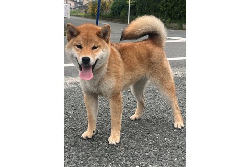 商談中の愛知県の柴犬-302254の2枚目