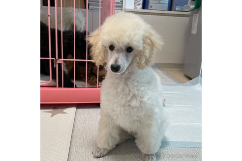 成約済の長野県のトイプードル-299497の12枚目