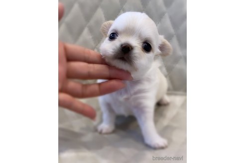 成約済の京都府のチワワ(ロングコート)-306603の7枚目