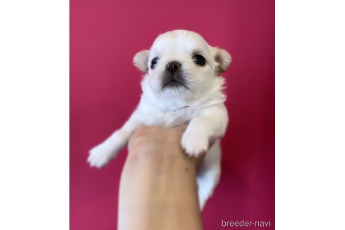 成約済の京都府のチワワ(ロングコート)-306603の8枚目