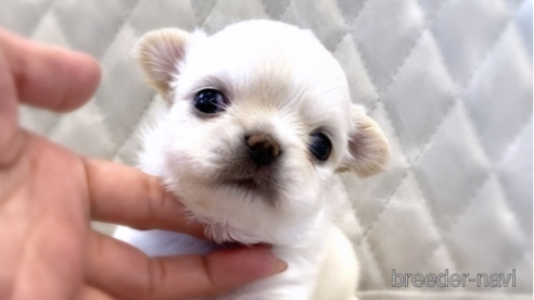 成約済の京都府のチワワ(ロングコート)-306603の6枚目