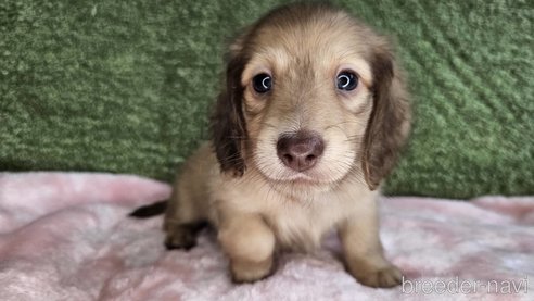 成約済の愛知県のミニチュアダックスフンド(ロングヘアード)-300046の8枚目