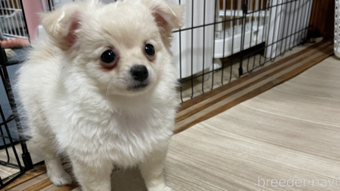 成約済の茨城県のミックス犬-300946の4枚目