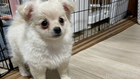 販売中の茨城県のミックス犬-300946の1枚目