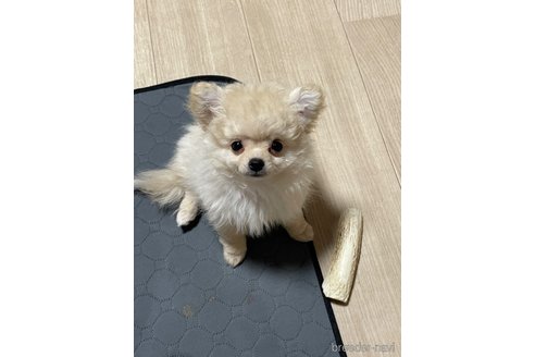 販売中の茨城県のミックス犬-298403の3枚目