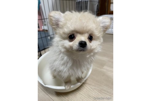 成約済の茨城県のミックス犬-298403の4枚目