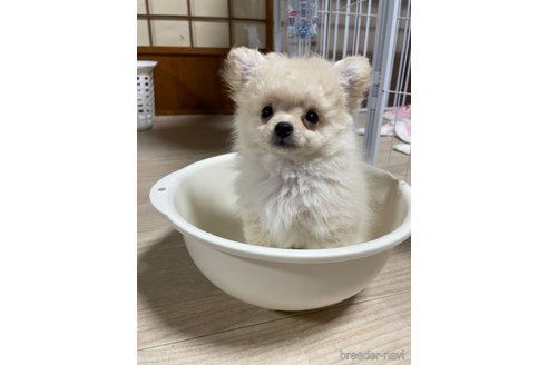 販売中の茨城県のミックス犬-298403の1枚目