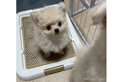 成約済の茨城県のミックス犬-298403の6枚目