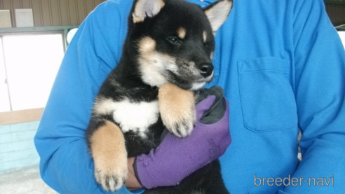 成約済の埼玉県の柴犬-298651の1枚目