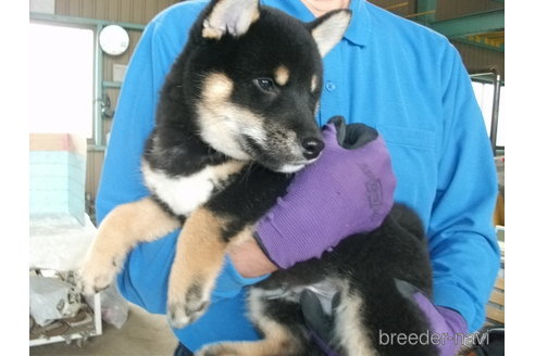 販売中の埼玉県の柴犬-298651の6枚目