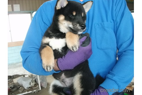 成約済の埼玉県の柴犬-298651の5枚目