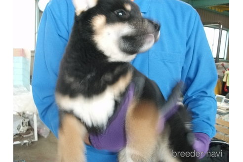 成約済の埼玉県の柴犬-298651の4枚目