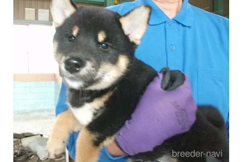 成約済の埼玉県の柴犬-298651の3枚目