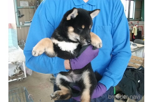 成約済の埼玉県の柴犬-298651の2枚目